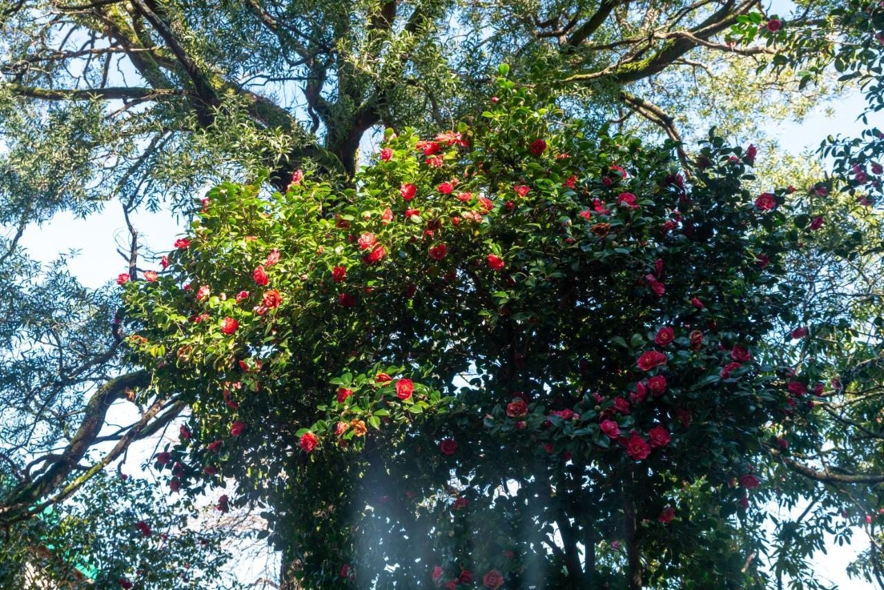 Quinta Das Lamas - Oak Tree House Vouzela Exteriör bild